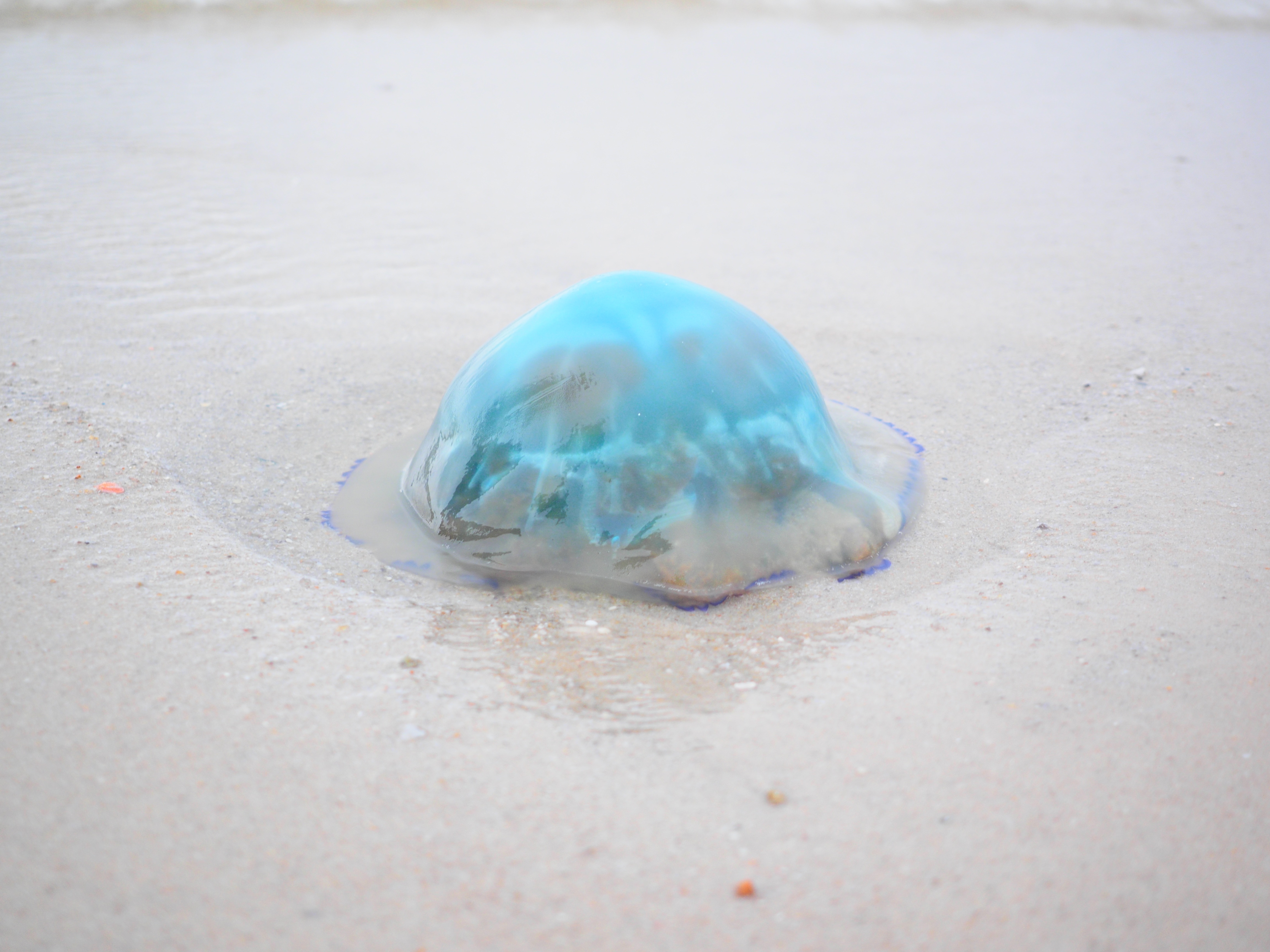медузы тайланда