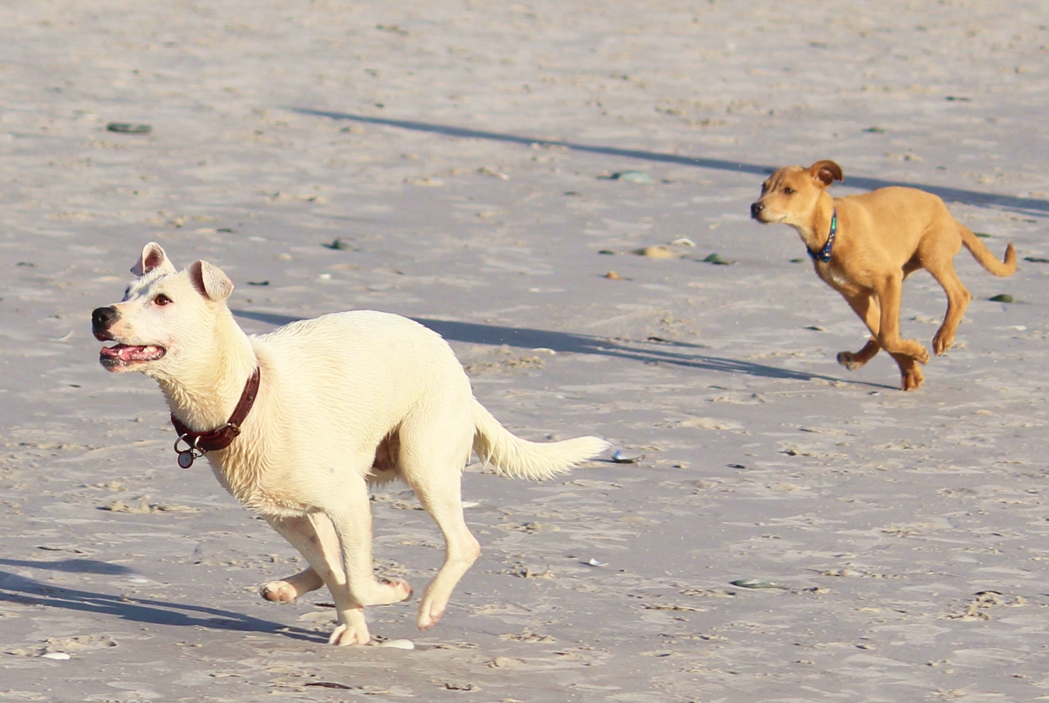 Running dog. Дворняжка бежит. Собака дворняжка бежит. Собака бежит боком. Собака дворняга бежит.