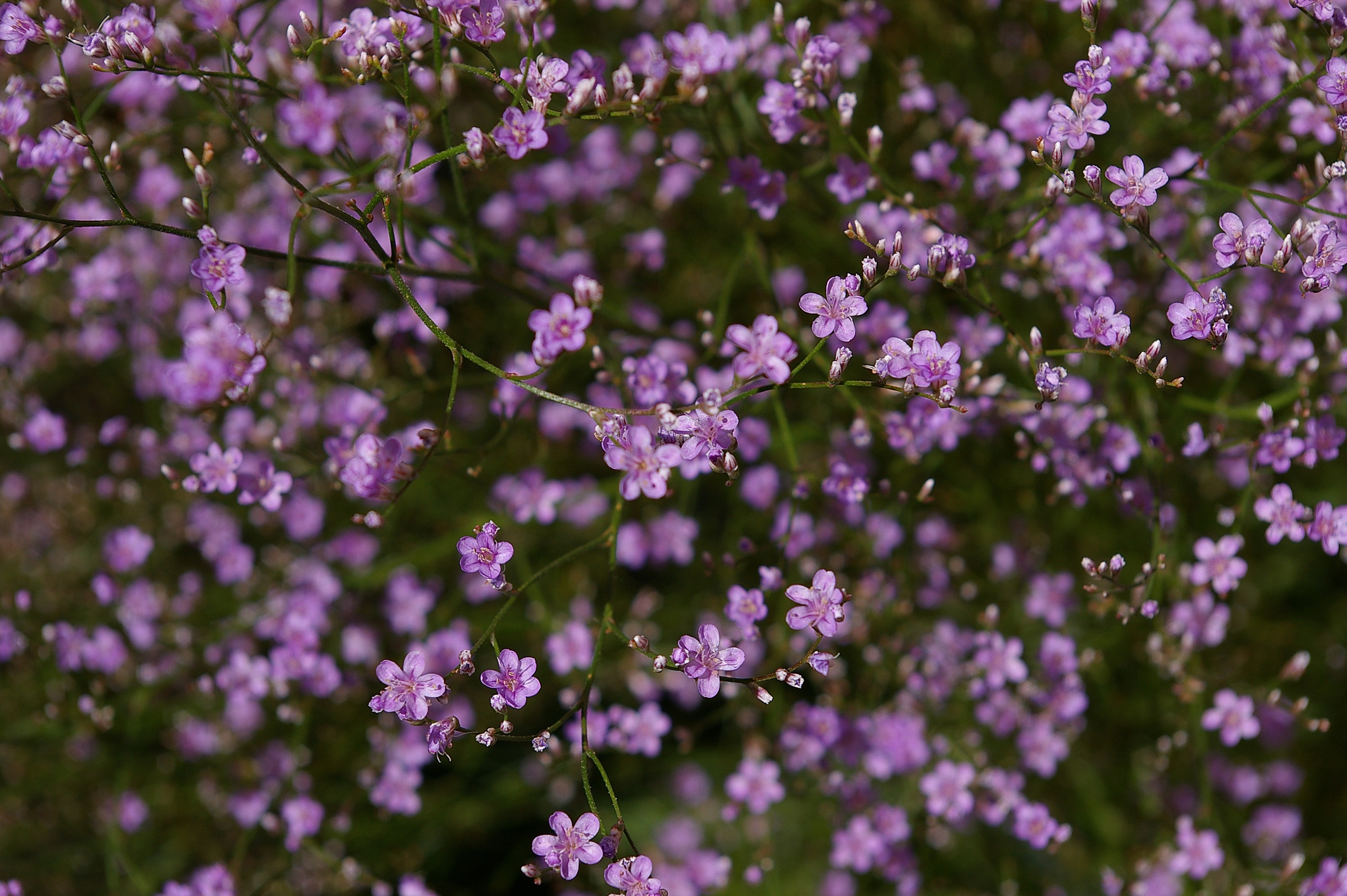 Beach Lilac Trockenblume Summer free image download