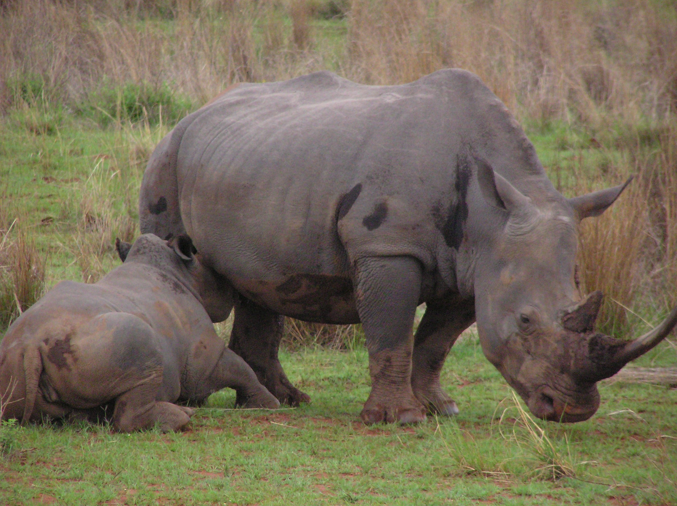 Rhinos Fucking