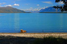 bear splashing in a lake