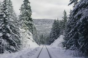 snow frost trees view