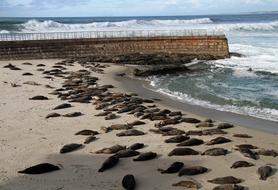 Sea Lions San Diego La Jolla