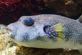fish tank rock view