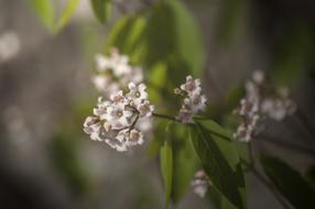 fragrant white flowers in the garden