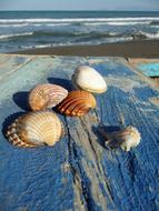 Sea Mussels Mussel Shells