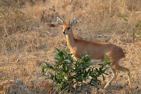 little doe by the trees