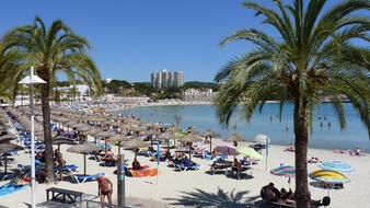 beach palm trees ocean view