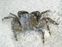 sand sea crab