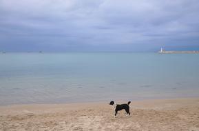 cute dog by the sea on the beach