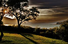 beautiful trees in the meadow