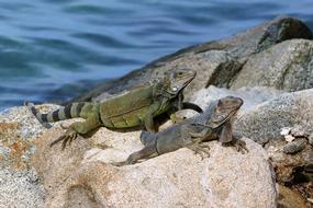 lizards resting on the rocks