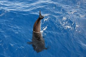 Wal Pilot Whale Marine Mammals