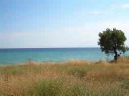 green tree in the port of nea skioni, Greece