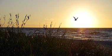 soaring bird against the sun