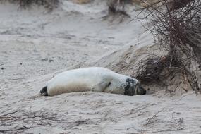 Robbe Grey Seal Helgoland