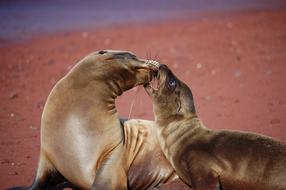 cute pair of sea lions