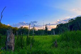 green grass with trees in the meadow