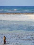 Tanzania Collect Shells Water
