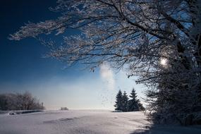 cold winter morning in the woods