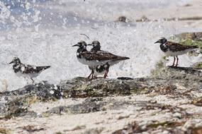 ducks water water land beach