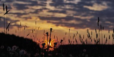 field of dandelions at sunset