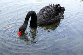Singapore Botanic Garden Black