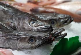 frozen fish on sale