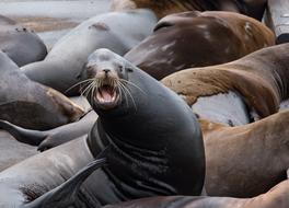 screaming sea deer in a pack