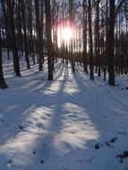 sun shining in the winter woods