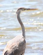 Great Blue Heron Bird Portrait