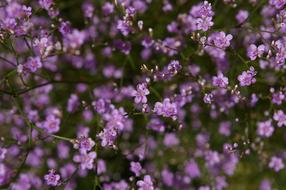 purple flowers in the field