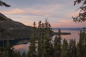 tall forest trees by the lake