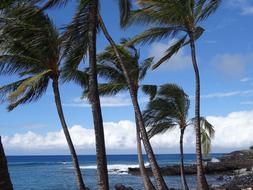 palm trees bent by the wind