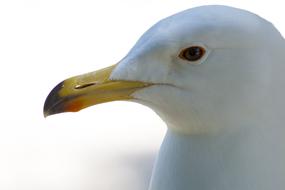 Seagull Beak Bird