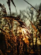 sun shines on the wheat