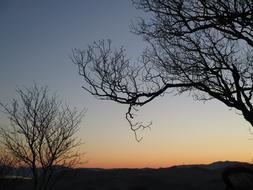 Tree Sunset Landscape