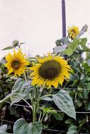 sunflowers field beautiful Ukraine