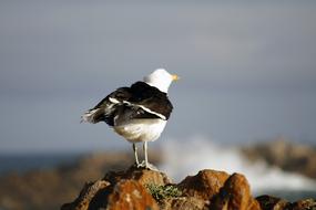 South Africa Kynsna Heads Seascape