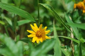 Nature Yellow Garden