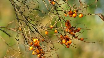 Autumn berries on branches