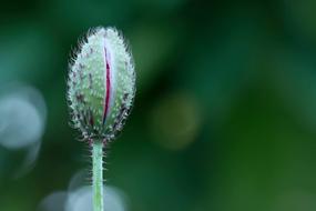 green stem on the background