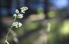 little flower on a stem
