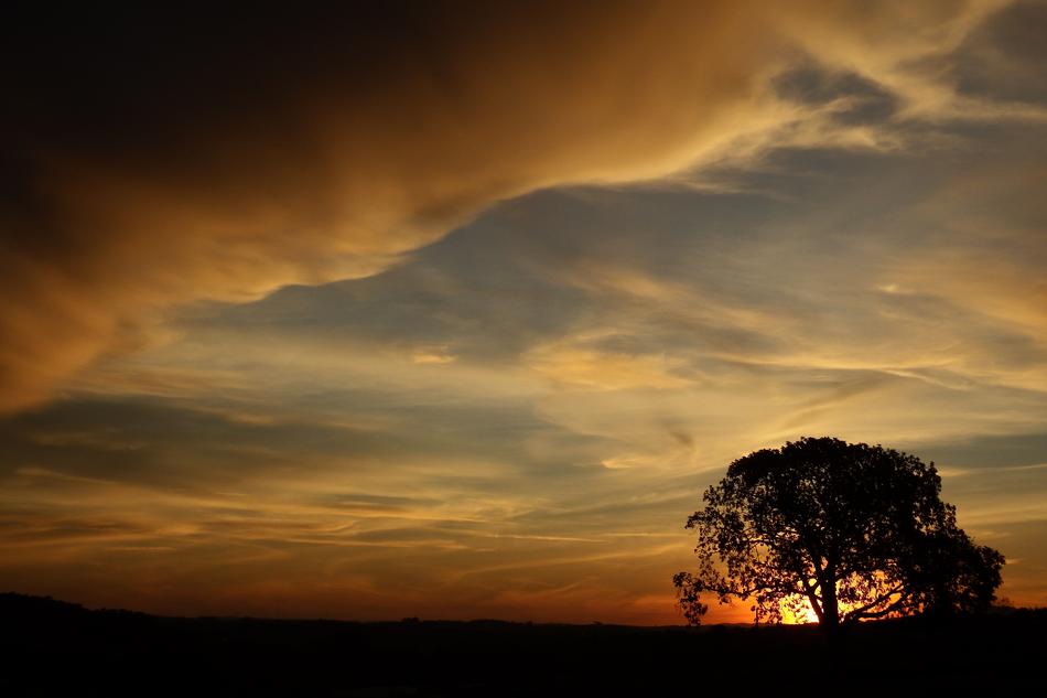 lone silhouette of a tree at sunset