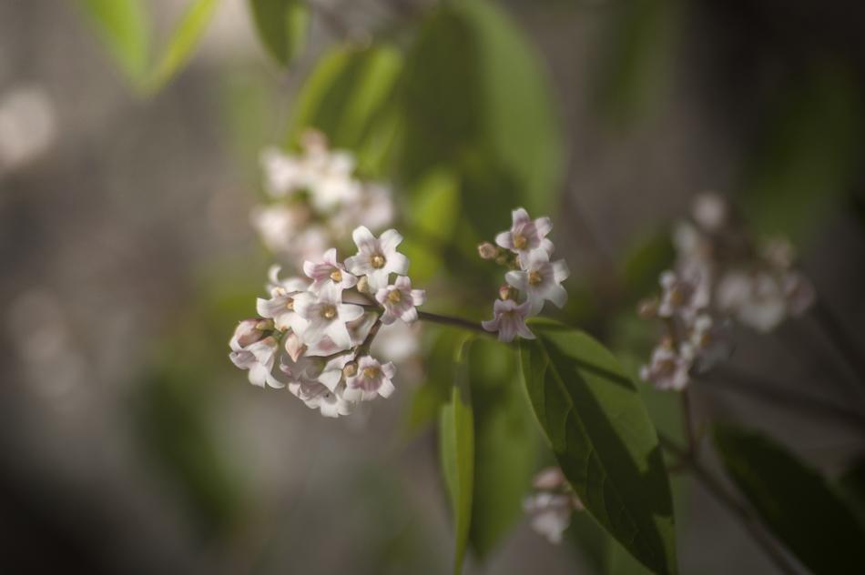 fragrant white flowers in the garden