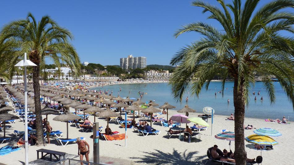 beach palm trees ocean view