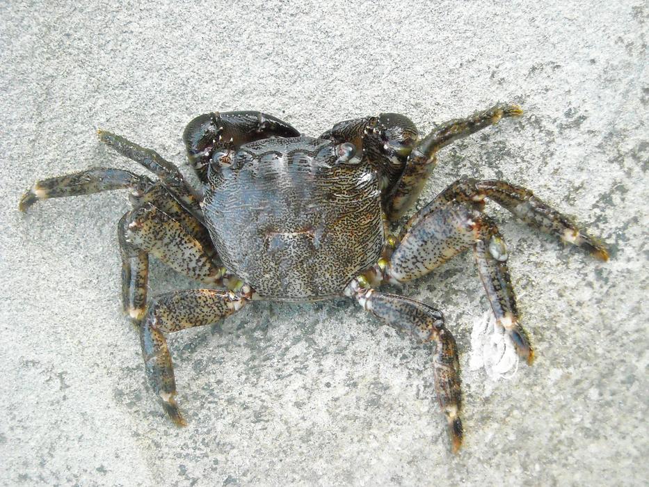 sand sea crab
