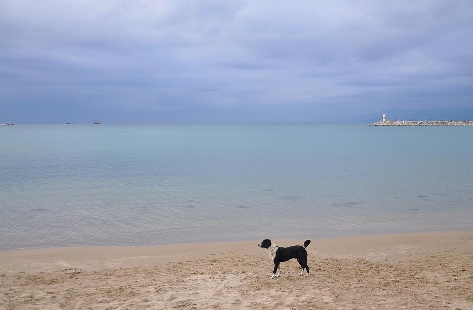 cute dog by the sea on the beach