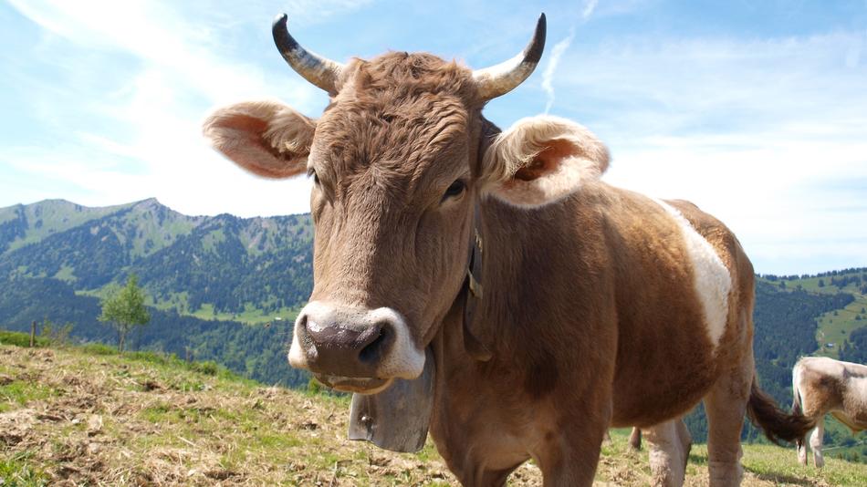 Cow Beef Cattle free image download