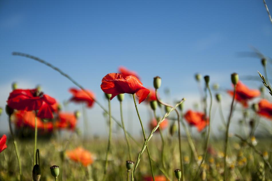 Closeup of poppies in a meadow